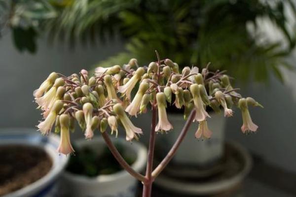 “落地生根”打一准确动物生肖,落地生根打一准确生肖答案解释释义落实 “落地生根”打一准确动物生肖,落地生根打一准确生肖答案解释释义落实