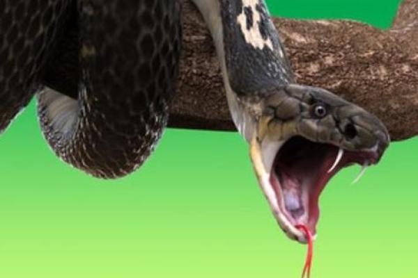 睡觉梦到蛇是什么意思