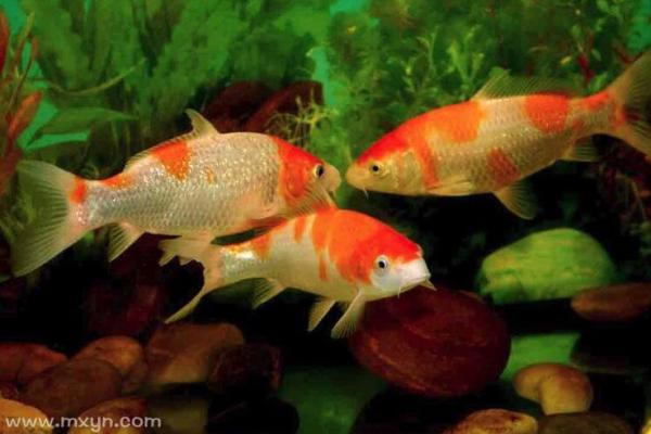 梦到鱼和水预示着什么