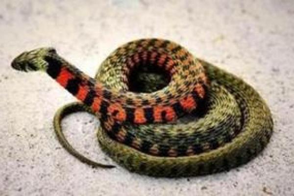 女人梦见死蛇有什么预兆 女人梦见死蛇有什么预兆