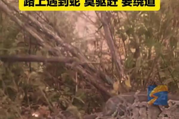 梦见蛇挡路是什么意思 梦见蛇挡路是什么意思