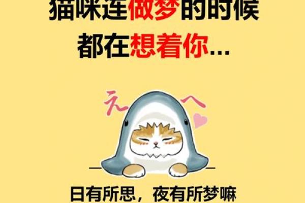 为什么女人梦见猫不好 为什么女人梦见猫不好
