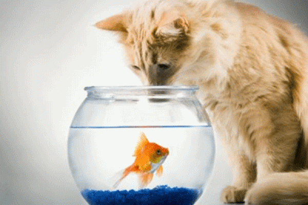 梦见猫吃蛇是什么预兆