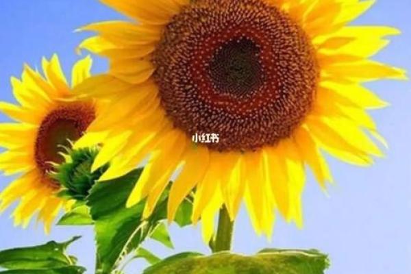 “烈日当空”打一生肖是什么,烈日当空打一准确生肖答案解释释义落实 “烈日当空”打一生肖是什么,烈日当空打一准确生肖答案解释释义落实