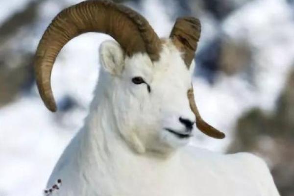 “文质彬彬”打一个生肖动物,文质彬彬是什么生肖答案解释释义落实 “文质彬彬”打一个生肖动物,文质彬彬是什么生肖答案解释释义落实