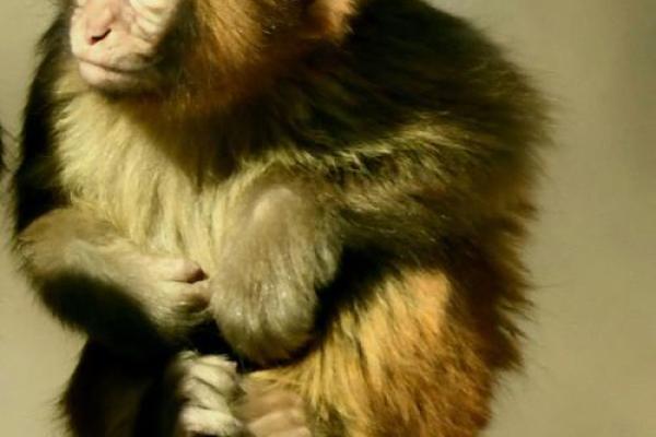 “占山为王”打一正确的生肖，占山为王打一准确生肖答案解释释义落实