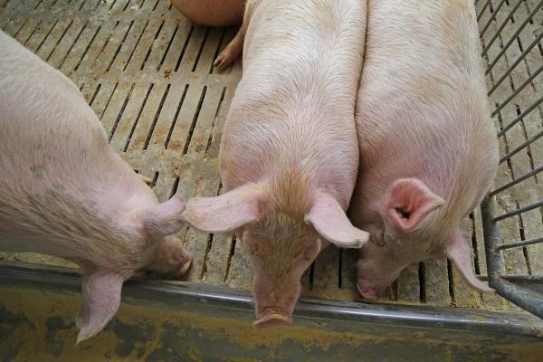 “手足无措”打一生肖是什么，手足无措是什么生肖答案解释释义落实