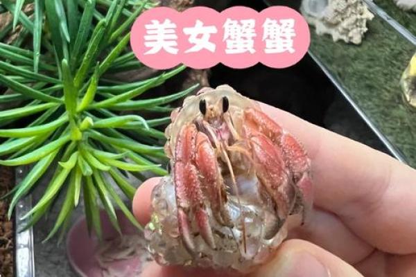 男人梦到螃蟹预示着什么意思 男人梦到螃蟹预示着什么意思