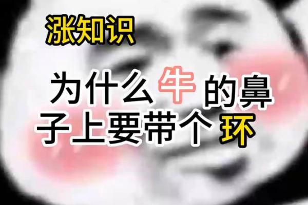 “抓牛鼻子”打一最佳准确生肖，牛鼻子打一最佳生肖答案解释释义落实
