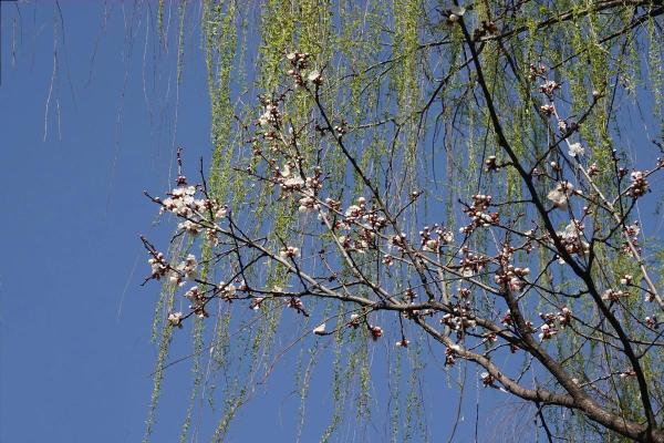 “阳春三月好景色”打一最佳准确生肖，阳春三月好景色代表什么生肖答案解释释义落实