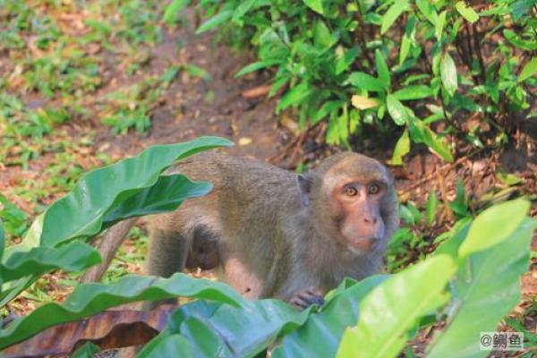 “过江名士多如鲗”打一生肖是什么,过江名士多如鲗指什么生肖答案解释释义落实 “过江名士多如鲗”打一生肖是什么,过江名士多如鲗指什么生肖答案解释释义落实