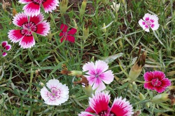 “韶光似箭”打一准确生肖,韶光似箭最准确的生肖答案解释释义落实 “韶光似箭”打一准确生肖,韶光似箭最准确的生肖答案解释释义落实