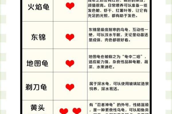 十二星座最适合什么乌龟养