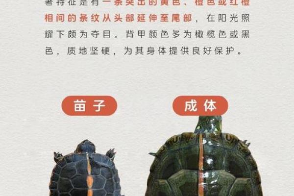 十二星座最适合什么乌龟养