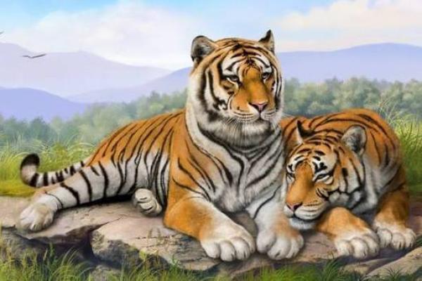 生肖虎配对 生肖虎配对