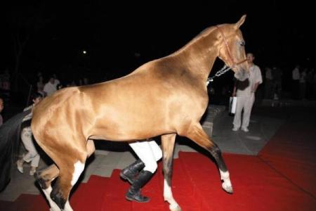 历史悠久的血型传说