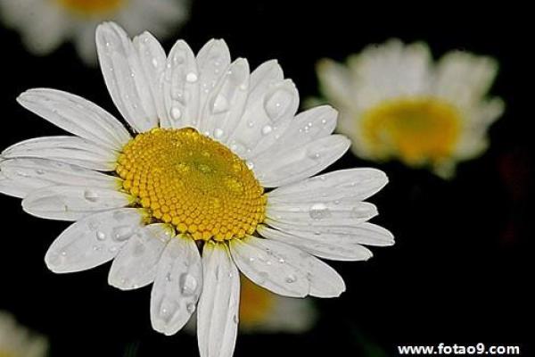 梦见算命说我月底会死去 梦见算命说我月底会死去