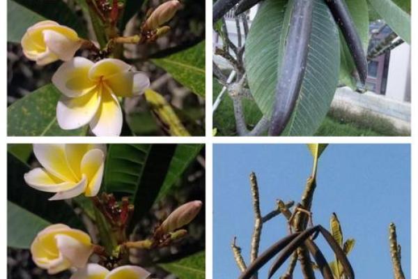 八字围花 八字围花