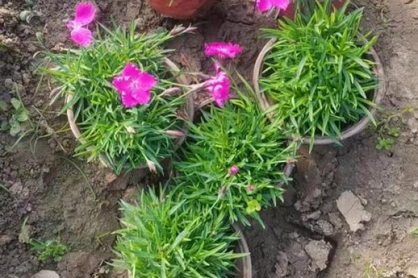 八字围花 八字围花