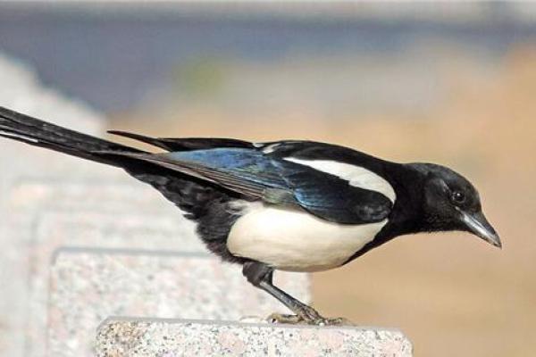 为什么单身?风水:原来是这样 为什么单身?风水:原来是这样