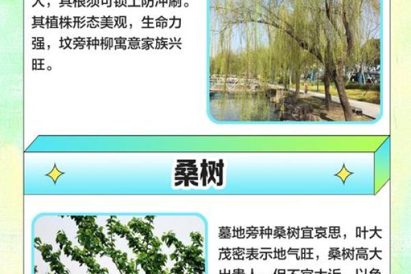 风水学说_北京故宫御花园种了好多柏树 风水学说_北京故宫御花园种了好多柏树