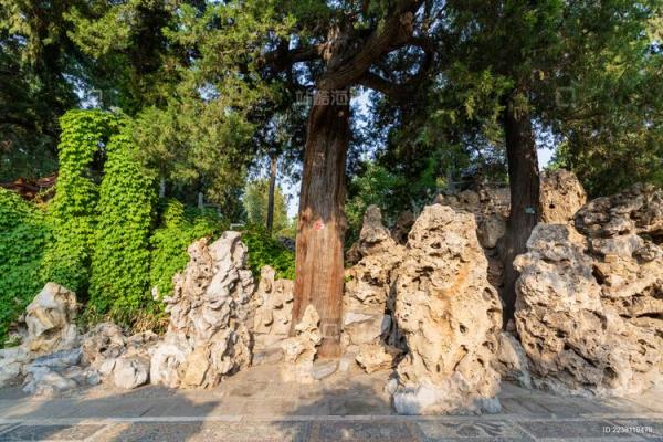风水学说_北京故宫御花园种了好多柏树 风水学说_北京故宫御花园种了好多柏树