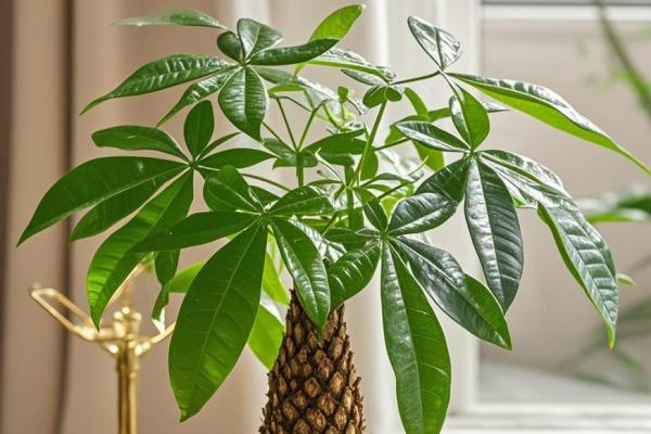 房子外种什么植物更好风水 房子外种什么植物更好风水