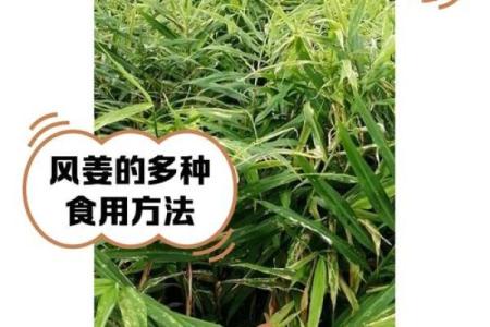 家种姜风水好吗