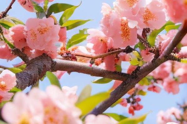 办公室女性招桃花运风水布局 用了桃花运简直不要太好 办公室女性招桃花运风水布局 用了桃花运简直不要太好