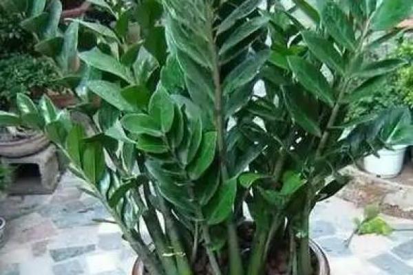 有哪些植物可以改变风水呢? 有哪些植物可以改变风水呢?