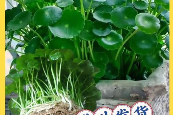 有哪些植物可以改变风水呢? 有哪些植物可以改变风水呢?