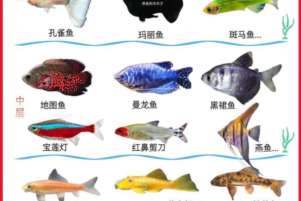 鱼缸里随便养几条鱼就算是风水鱼吗? 鱼缸里随便养几条鱼就算是风水鱼吗?