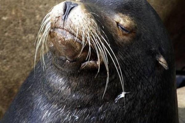 梦见去越南算命了