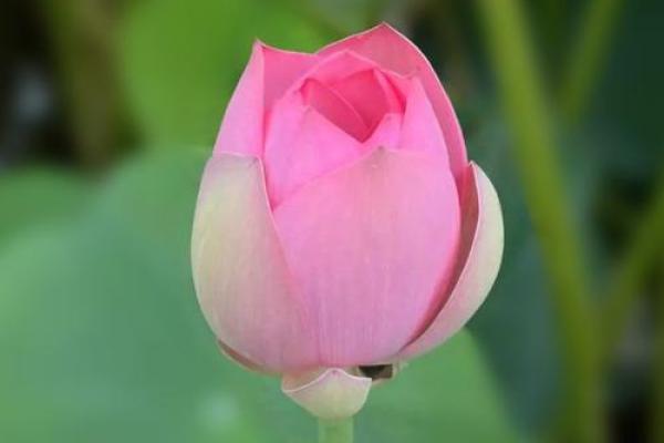 唐艺尹老师传统八字实例分析：漂泊无居的生辰八字