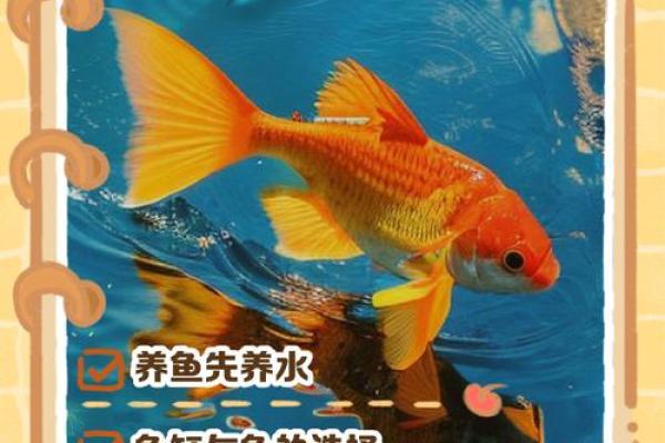 金鱼缸风水尾数功能鱼算不 金鱼缸风水尾数功能鱼算不
