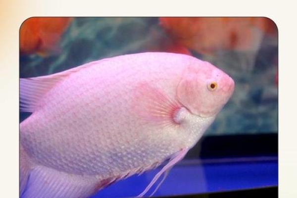 金鱼缸风水尾数功能鱼算不 金鱼缸风水尾数功能鱼算不