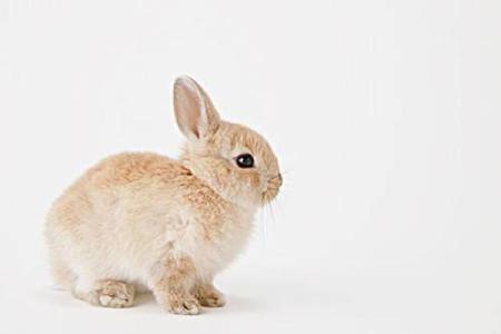 家里养兔子风水，家里养兔子风水好吗