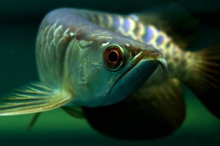 风水鱼的种类大全