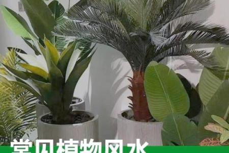 儿童卧室摆放植物风水宜忌