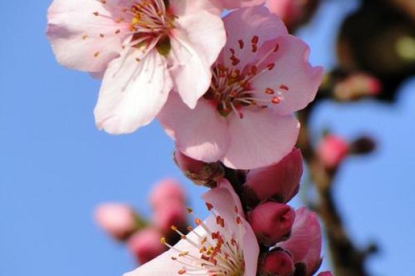 一轮红日打一个生肖(一轮红日打一生肖动物和数字号码) 一轮红日打一个生肖(一轮红日打一生肖动物和数字号码)