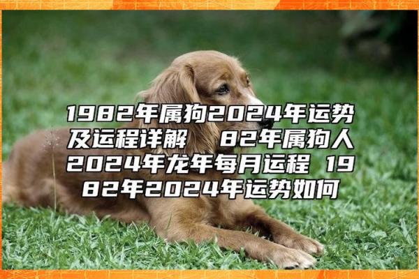 1982年属狗男2024年全年的运势 1982年属狗男2024年运势详解全年运程大揭秘 1982年属狗男2024年全年的运势 1982年属狗男2024年运势详解全年运程大揭秘