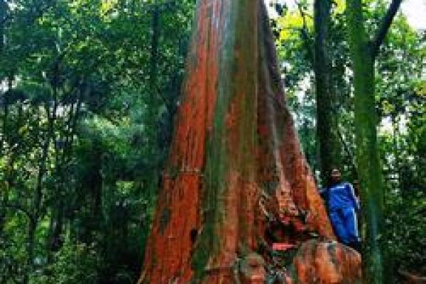川黔紫薇_川黔紫薇可以买卖么 川黔紫薇_川黔紫薇可以买卖么