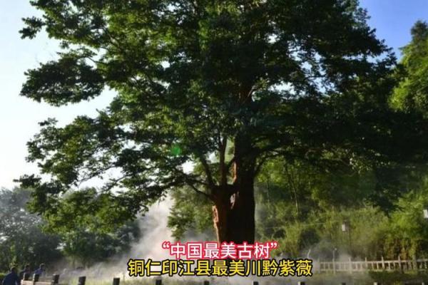 川黔紫薇_川黔紫薇可以买卖么 川黔紫薇_川黔紫薇可以买卖么