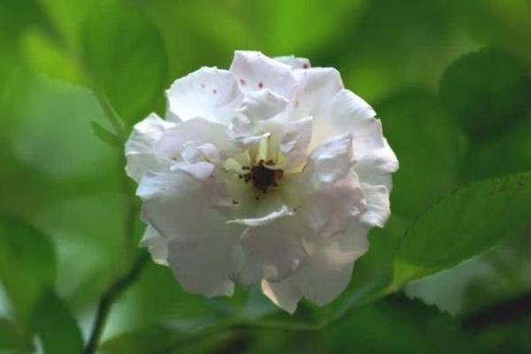 福德宫天月 福德宫天月陷 福德宫天月 福德宫天月陷