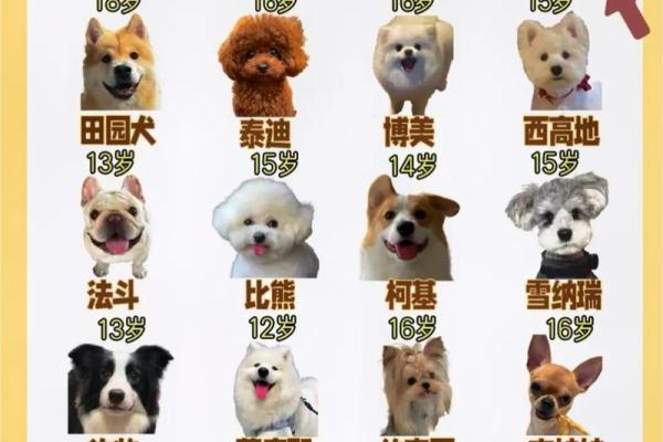 70年属狗二次婚姻在几岁 70年属狗二次婚姻最佳年龄解析 70年属狗二次婚姻在几岁 70年属狗二次婚姻最佳年龄解析