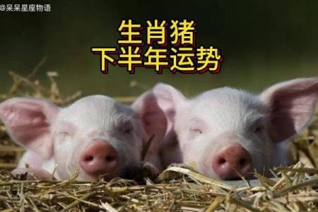 2025生肖猪运势 2025年生肖猪运势详解财运事业爱情全解析