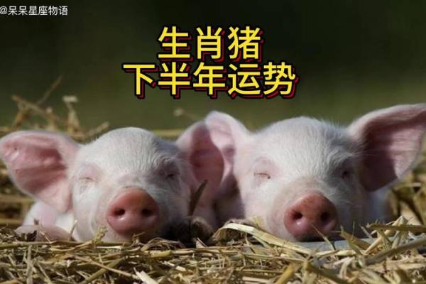 71年属猪2025年运势如何 2025年71年属猪人运势详解财运事业健康全解析 71年属猪2025年运势如何 2025年71年属猪人运势详解财运事业健康全解析