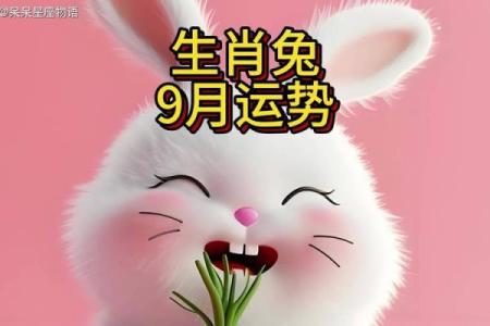 属兔2019年运势