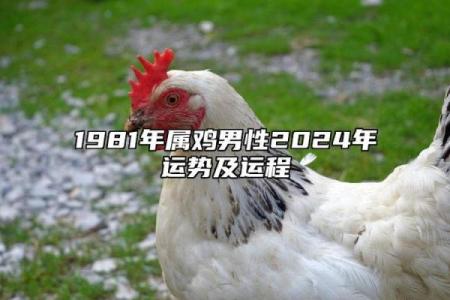 81年属鸡多大了_81年属鸡的是什么命