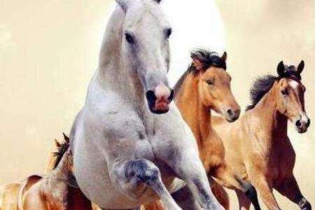 属马女与属羊男婚配好不好呀 属马女与属羊男婚配解析缘分与挑战并存